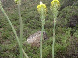 Bulbine